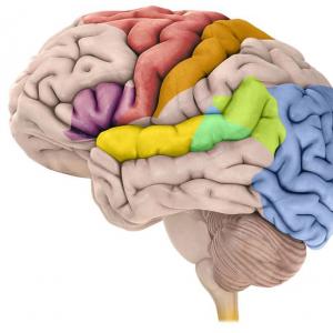 대뇌 피질의 세포 구조 및 기능 표현