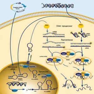소형 RNA 및 암 소형 RNA 기능