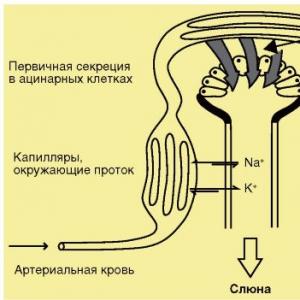 Characteristics, functions, examples and mechanisms of maintaining homeostasis