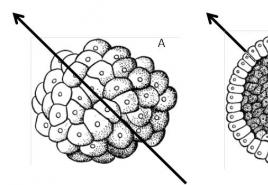 Caractéristiques évolutives de l'embryogenèse des accords primitifs illustrées par la lancette