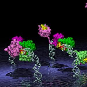 Protein: structure and functions