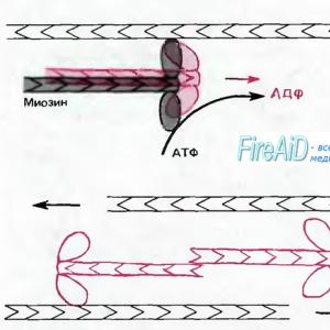 Axon and axonal transport (fast and slow, anterograde and ret