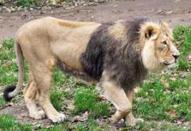 Cik sver Āfrikas lauva