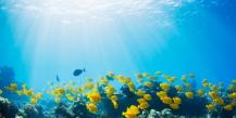 Importanța oceanului în viața pământului