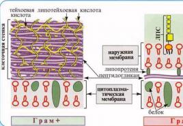 Innere Struktur von Bakterien