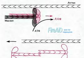Axon and axonal transport (fast and slow, anterograde and ret