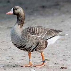 About gray and white-fronted geese, about bean goose and geese Calling cry of the white-fronted goose