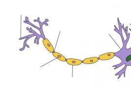 La structure d'un neurone Ce que transmettent les cellules nerveuses