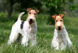 Wirehaired Fox Terrier: Little King