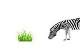 Types of ecological pyramids