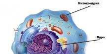 The structure and functions of mitochondria and plastids
