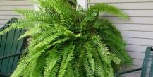 Difference between gymnosperms and ferns