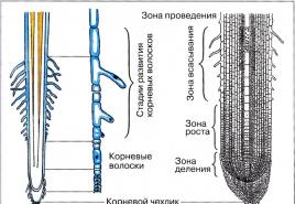 Pflanzenwurzeln.  Arten von Wurzelsystemen.  Funktionen der Wurzel.  Wurzelzonen.  Modifikation der Wurzeln