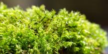 How are ferns different from mosses?