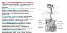 Physiologie de la digestion Nutrition - le processus d'ingestion, de digestion