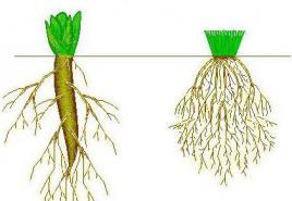 Značilnosti strukture korenin